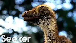 We&rsquo;re Closer to Unravelling the Mysterious Evolution of the T. Rex