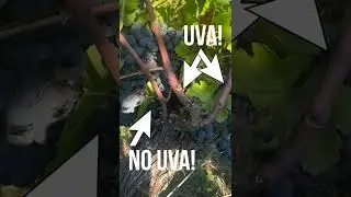 Gli SPERONI della VITE: imparare osservando l'uva