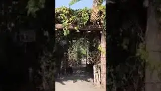 The jungle book Mowgli Land Seoni l Mowgli video#vlog#trending#shorts #youtube #tiktok
