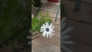 my first Cape daisy/ purple daisy , from seed