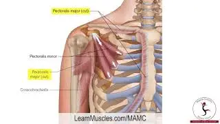 Muscle Anatomy Master Class   Pectoralis Minor   Muscle Attachment Drawn Illustration