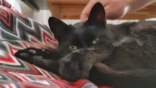 Cutest Cat Purrs And Loves Petting