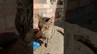 do you want to pet a cat 😺? |#cat #cute cat #pets lovers #animals #facts #viral #shorts #streetcats