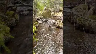 Inside forest in Sweden