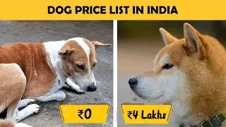Dog Prices In India - Part 1 (Large Breed Dogs)
