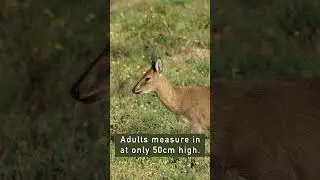One of the SMALLEST antelope in world - The Common DUIKER