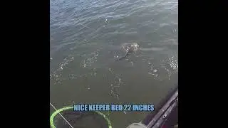 KEEPER RED DRUM LANDING ! #kayak_saltwater_fishing