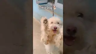 //little Gog 🐕//#dog #dogs #doglover #dogshorts #dogfight #trending #trending shorts #funny  #viral