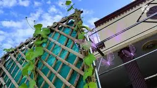 Harvesting organic Ridged gourd  ||Solankis garden|| #ytshorts#youtubeshorts#trending