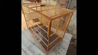 gaiola #passaros #pets #natureza #aves #aves #bigodeiro #passarinho #paisagemnatural #birds #coleiro
