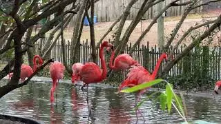 Free Zoo - Salisbury Maryland