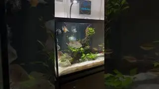 The 150 Gallon Cichlid Tank Has Never Looked Better 👀