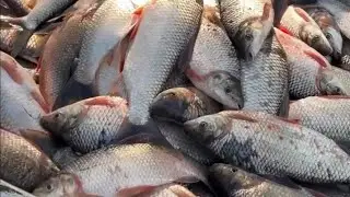 Catching 😱😱Lots of Fish Every Day With a Simple  Method#viral