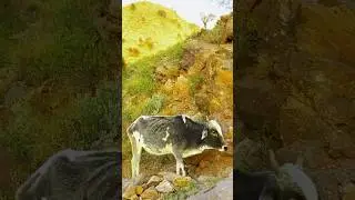 When Cows Walk & Hills Stay Silent 🐄🏔️ | Pure Village Peace #short #cow #animal #viral #tranding