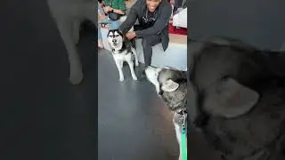 Our Dogs Acted SO Professional at a Pet Convention 🤣 not