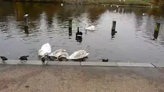 Black Swan's casual behaviour with dominant Mute Swans