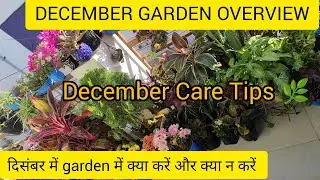 DECEMBER GARDEN OVERVIEW | Winter Garden Full Tour + Care Tips | Sab Plants Full Bloom Mode! #viral 