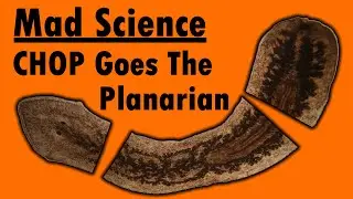 Mad Science - CHOP Goes the Planarian