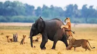 Lion vs Elephant | Jungle&rsquo;s Most Shocking Battle Ever 😱🦁🐘 | Wildlife Documentary