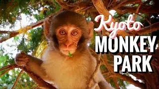 Inside of Japan&rsquo;s Best Monkey Park 🐒 Arashiyama, Kyoto