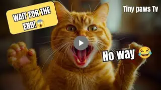 25 MINUTES Of The Funniest Cats You’ve Ever Seen (2026)