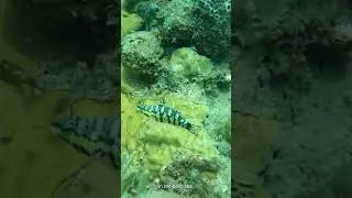 Harlequin Bass: The Ocean's Masterpiece | Underwater Colors Revealed!