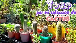 TOUR POR MI COLECCIÓN DE CACTUS|te muestro una parte de mi colección 🌵🥰