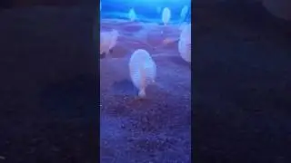 Sea Pens