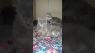 #cat #prettycat #prettyfunny #funnyanimal #kitten #funnypet #catvideos #pets #cute #memes #poshpaws