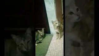 Evening play Time for Cats 🐈🍪 #catshorts #cateatingasmr #cateatingfish #cateatfood #cutecat #pet