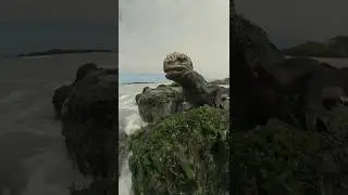 ТОП-5 САМЫХ УДИВИТЕЛЬНЫХ ЖИВОТНЫХ НА ЗЕМЛЕ