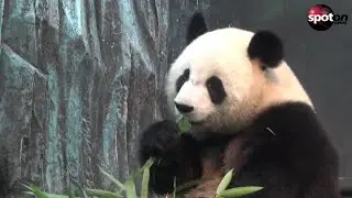 Hong Kong celebrates the arrival of new pandas at the zoo