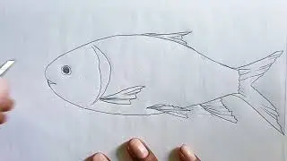 how to Draw a Fish Diagram // Fish Labelled Diagram // easy drawing fish (diagram)
