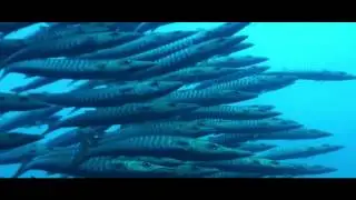 Reef Predators by Tom Blackburn