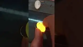 Lovebird Egg Candling &nbsp;🦜🥚#love #birds #shorts #youtubeshorts #trendingshorts #pets &nbsp;