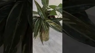 Stromanthe Magic Star😍 #shorts #youtube #shortsfeed #houseplants #viralshorts #ytshorts #subscribe