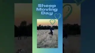 Sheep Moving Day #Shorts
