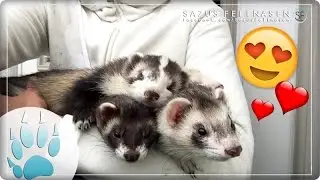 Kuscheln mit Frettchen ♡ | Cuddle time with ferrets | Frettchen Kuscheln | Sazus Fellnasen
