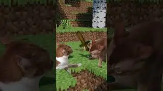 Why does he have so many low durability wood swords? #minecraft #angry #cat