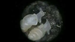 Carychium species Thorn Snail From Kentucky