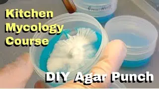 DIY Agar Punch - Easy Agar Transfers