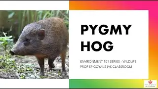 Pygmy Hog | Environment 101: Video 11 |  UPSC Prelims and Mains 2024 #upsc #ias #wildlife
