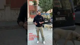 Sokak hayvanlarına karşı en zararsız korunma y&ouml;ntemi DAZER 2