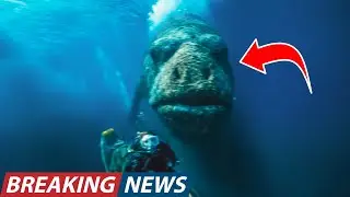 Deep Sea Diver Captured an Eerie Footage of a Creature With a Stone Like Face in the Ocean Depths!