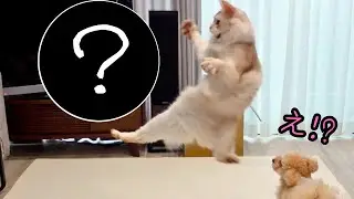猫の本気にドン引き!? 新しいおもちゃに対する温度差が面白すぎた【赤ちゃんと犬猫の日常】
