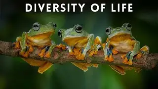 The Amazing Diversity of Life on Earth: Exploring the Incredible Diversity of Our Planet