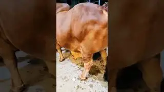 কত বড় গরু 😱 #cow #animals #ajcattleinfo #bull #dairy #foryou #subscribe #viral