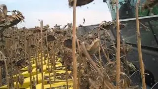 Fantini 16 row Sunflower Header on a John Deere