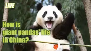 LIVE: 새끼 판다들이 매일 당신과 동행합니다 Giant Pandas' daily life in Sichuan
