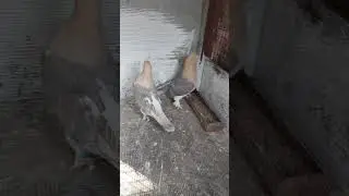 Турецкая  такла  на племя 2026 #Алтынбаш #голуби #такла #pigeon #Турецкаятакла
